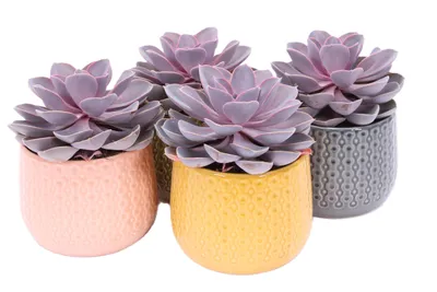 Produktbild von Echeveria 4er Set mit Übertopf XXL