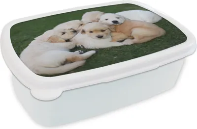 Produktbild von KitchenYeah® Lunchbox Brotzeit Brotdose 17x11 cm Tiere - Welpen - Hunde Kinder Brotzeitdose - Lunch Box - Kinder - Sandwich-Box - Schulbox - Lunch Boxen