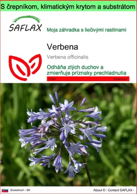 Obrázok produktu pre SAFLAX Garden to go - Verbena - Verbena officinalis - 250 Semená - S črepníkom, klimatickým vekom a pestovateľským substrátom
