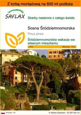 Zdjęcie produktu dla SAFLAX - Garden in the bag - Sosna Śródziemnomorska - 6 Nasiona - Z podłożem uprawowym w praktycznej, samorozkładającej się torbie - Pinus pinea