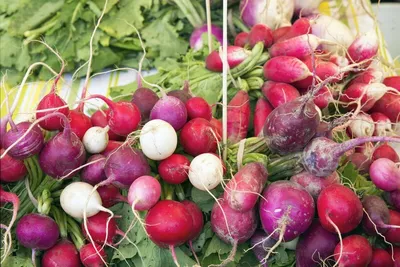 Produktbild von Radieschen "Bunte  Mischung" - min. 100 Samen