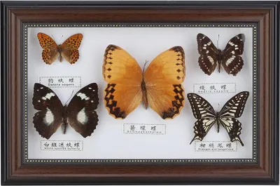 Immagine prodotto di Squisite farfalle, insetti, arti e mestieri, regalo di compleanno, decorazione della casa, ornamento (cornice nera)