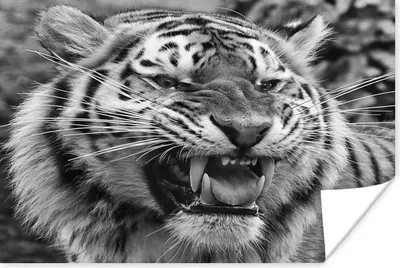Produktbild von MuchoWow® Poster Tiger - Tiere - Schwarz - Weiß 120x90 cm - Wandbild