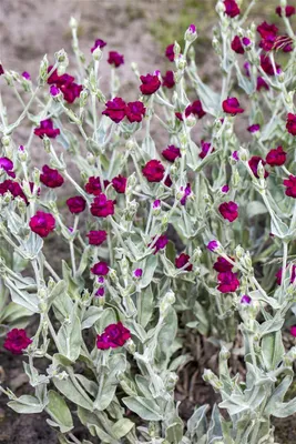 Produktbild von Lychnis coronaria, Lichtnelke, silbrig-grau, ca. 9x9 cm Topf