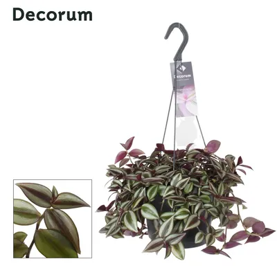Produktbild von Tradescantia Zebrina Purpusii - 30cm - Ø17cm - Zimmerpflanze - Immergrün