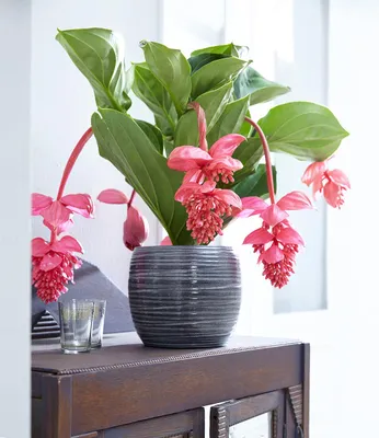 Produktbild von BALDUR Garten Medinilla 'Bel Air', 1 Pflanze, blühende Zimmerpflanze| blüht bis zu 2 Monate lang, blühend, Medinilla piccolinii, große Blütenrispen, Zimmerpflanzen-Rarität