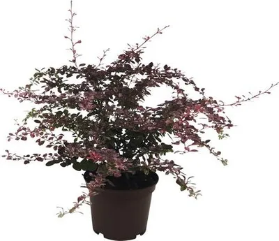 Obrázek produktu pro Dřišťál obecný FloraSelf Berberis thunbergii 'Harlequin' výška 20-30 cm květináč 2 l