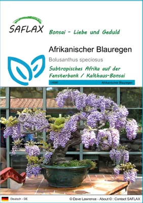 Produktbild von SAFLAX - Afrikanischer Blauregen - Bolusanthus speciosus - 15 Samen