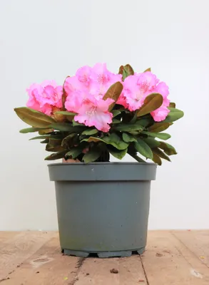 Zdjęcie produktu dla Rhododendron yakushimanum 'Barmstedt', kwiaty różowe, 25-30 cm