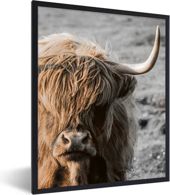 Produktbild von MuchoWow® Gerahmtes Poster Schottischer Highlander - Tier - Porträt 60x80 cm - Poster mit Schwarzem Bilderrahmen Wandposter Rahmen Foto Bilder - Premium - Wanddeko Wohnzimmer