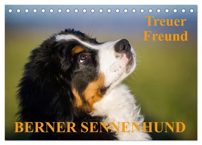 Produktbild von Treuer Freund Berner Sennenhund (Tischkalender 2027 DIN A5 quer), CALVENDO Monatskalender