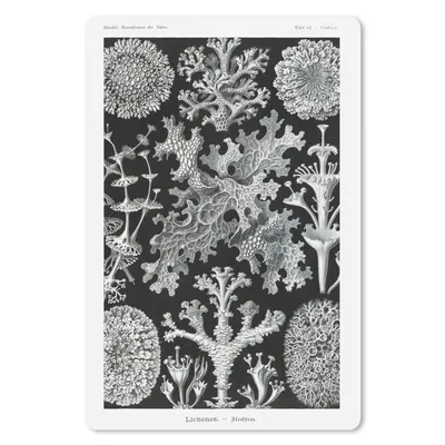 Produktbild von MuchoWow® Mauspad Mousepad Kunst - Koralle - Ernst Haeckel - Alte Meister - Natur 18x27 cm - Mousepads - Maus Mat - Pad - Mausunterlage