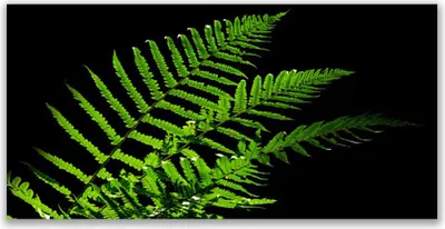 Produktbild von Acrylglasbilder 120x60 Wandbild Druck Blätter Pflanzen