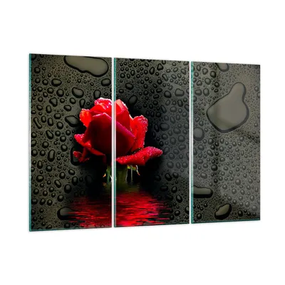 Produktbild von Bilder auf glas - Blume rote rose wasser tau - 165x110cm - Glasbilder - Wandbilder - Kunstdruck - zum Aufhängen bereit - Wanddekoration aus Glas - Glas Bilder - Wandbild auf Glas - GCE165x110-2367