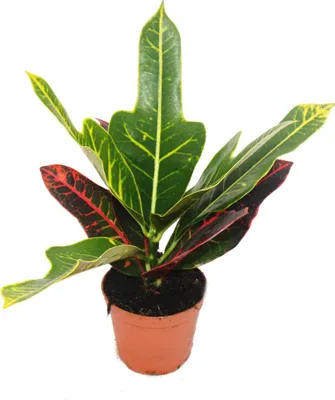 Produktbild von Wunderstrauch - Croton var.  - Codiaeum - 9cm Topf - Zimmerpflanze