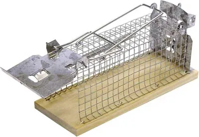 A single live-catch mouse trap is shown against a white background.
