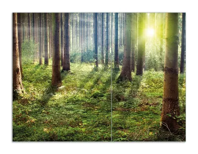Produktbild von Wallario Herdabdeckplatte aus Glas, Größe 70 x 52 cm 2-teilig, Motiv Sonnenuntergang im Wald zwischen den Bäumen