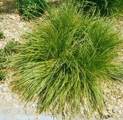 Produktbild von Carex umbrosa, ca. 9x9 cm Topf, schattenverträglich