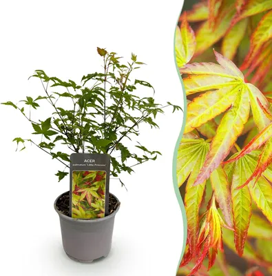 Image de Érable Acer palmatum « Little Princess » Feuillage vert Caduque Peu d'entretien