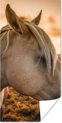 Produktbild von MuchoWow® Poster Pferd - Tiere - Porträt 20x40 cm - Plakat - Foto