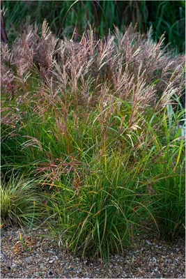 Produktbild von Stauden Gänge 1 x Miscanthus sinensis 'China' im 1 Liter Topf - Rotes Chinaschilf - Struktur und Größe, die beeindrucken - Winterhart - Mehrjährig