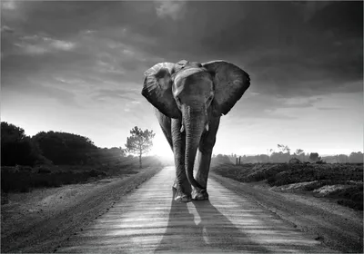 Produktbild von Wallario Poster - Elefant bei Sonnenaufgang in Afrika schwarzweiß, Kunstdruck Größe: 70 x 100 cm