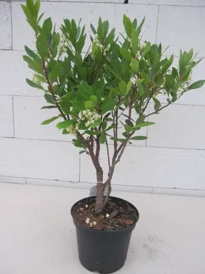 Produktbild von Arbutus unedo - Erdbeerbaum - 30-40