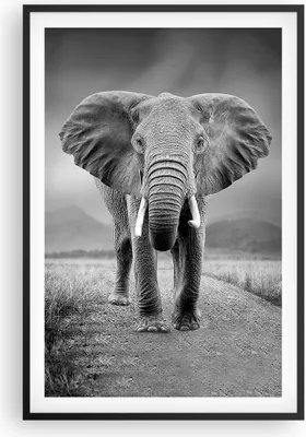 Produktbild von Gerahmtes Poster - Schwarzer Rahmen - Elefant Wildnis Natur - 61x91,5 cm - Wand Bild - Wanddeko - Wandbilder - Kunstposter - Wandposter - Bilderrahmen - Bilder - Kunstdruck - P2BPA61x91-4966