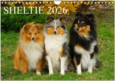 Produktbild von Sheltie 2026 (Wandkalender 2026 DIN A4 quer), CALVENDO Monatskalender