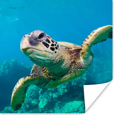 Produktbild von MuchoWow® Poster Meeresschildkrötenschwimmen auf Hawaii 50x50 cm - Wohnzimmerdekoration