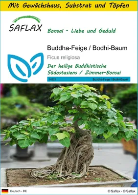 Produktbild von SAFLAX Anzucht Set - Buddha-Feige / Bodhi-Baum - Ficus religiosa - 100 Samen - Mit Mini-Gewächshaus, Anzuchtsubstrat und 2 Töpfen