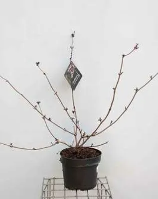 Produktbild von Sambucus nigra 'Black Beauty'® ( 'gerda'®) - Schwarze Holunderbeere 60- 80 cm - Container