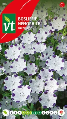 Produktbild von Wald Sweetheart Five Spot Samen - Ca. 0,75 gr | VT_816