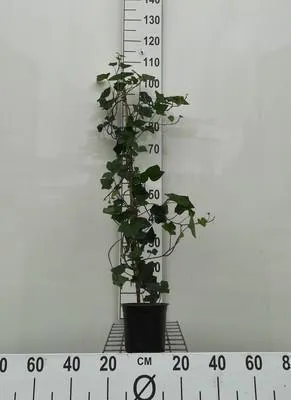 Produktbild von Hedera hibernica - Irische Efeu 100-120 cm | Topf