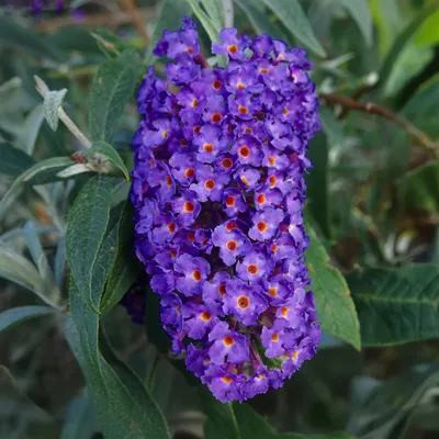Zdjęcie produktu dla Krzew motylkowy Buddleja davidii Empire Blue, zestaw 3 sztuk, mrozoodporny