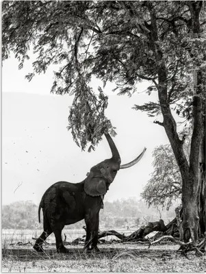 Produktbild von MuchoWow® Poster Elefant - Baum - Tiere - Schwarz und weiß 90x120 cm - Wohnzimmer