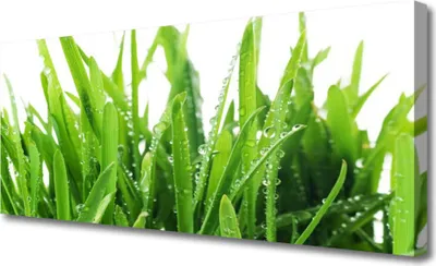 Produktbild von Tulup Leinwand-Bilder 125x50 Wandbild Canvas Kunstdruck Grase Pflanzen