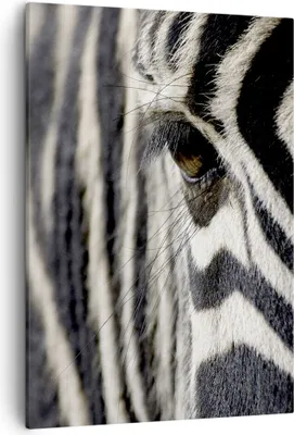 Produktbild von Bild auf Leinwand - Leinwandbild - Einteilig - Zebra Streifen Tierwelt Safari - 50x70cm - Wand Bild - Wanddeko - Wandbilder - Leinwanddruck - Wanddekoration - Leinwand bilder - Wandbild - PA50x70-2195