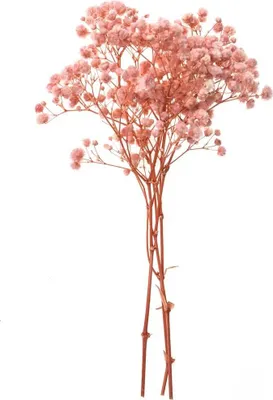 Produktbild von Gipsblume, 4 Zweige, ca. 20 cm, hellrosa – Dalprint