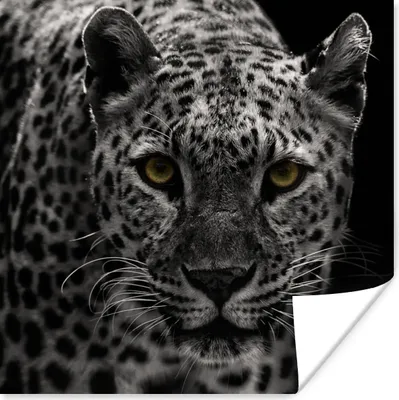 Produktbild von MuchoWow® Poster Leopard - Schwarz - Weiß 75x75 cm - Wand Dekoration