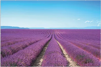 Produktbild von Wallario Wandbild Lavendelfeld unter blauem Himmel, Größe: 61 x 91,5 cm, Poster mit rahmenlosen Bildhalter