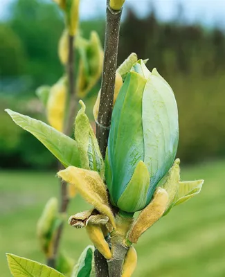 Produktbild von Magnolia 'Blue Opal', Magnolie, 60–80 cm