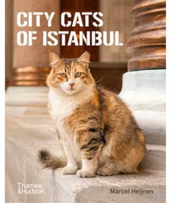 Image de Chats de ville d'Istanbul