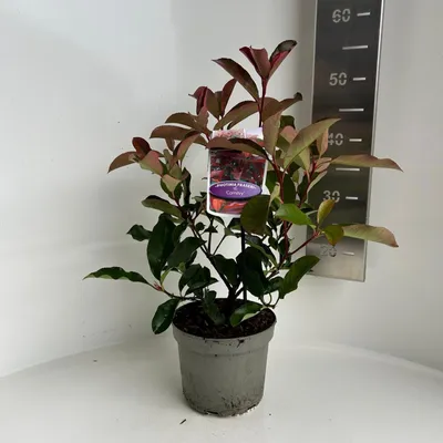 Zdjęcie produktu dla Photinia fraseri ‘Camilvy’ – fotinia | 30–40 cm w doniczce
