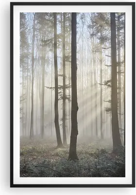 Produktbild von Gerahmtes Poster - Schwarzer Rahmen - Wald Baum Natur - 61x91,5 cm - Wand Bild - Wanddeko - Wandbilder - Kunstposter - Wandposter - Bilderrahmen - Bilder - Kunstdruck - Wandbild - P2BPA61x91-3749
