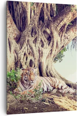 Produktbild von Bild auf Leinwand - Leinwandbild - Einteilig - Tiger Wild Baum - 70x100cm - Wand Bild - Wanddeko - Wandbilder - Leinwanddruck - Kunstdruck - Wanddekoration - Leinwand bilder - Wandbild - PA70x100-5124