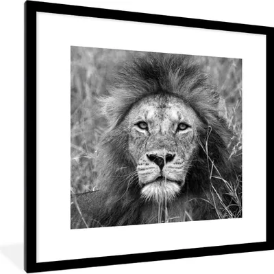 Produktbild von MuchoWow® Gerahmtes Poster Löwe - Porträt - Tiere 40x40 cm - Poster mit Schwarzem Bilderrahmen Wandposter Rahmen Foto Bilder - Poster - Plakat im Rahmen