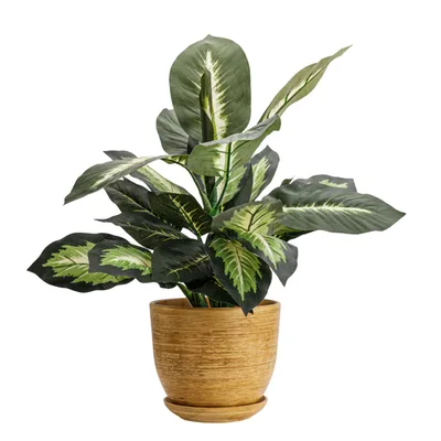 Image de Pot en céramique rond avec soucoupe brun clair 25 cm brillant avec trou de drainage