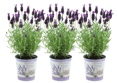 Image de Plants by Frank | 3 Plantes de lavande française en pot Deluxe | Lavandula stoechas 'Anouk®' | Couvre-sol rustique | Vivaces rustiques | Plantes de jardin