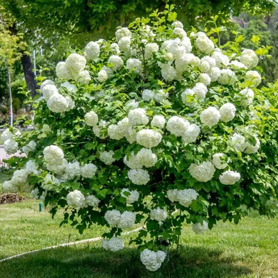 Zdjęcie produktu dla Kalina Koralowa Roseum 2L